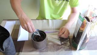 Planting Cape Sundew seeds Drosera capensis  Thank you Brad [upl. by Ahsirpac]