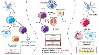 Helper T Cells [upl. by Fiden]