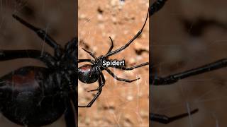 Australias Deadliest Spiders Top 3 [upl. by Atniuq665]