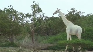 Rare white giraffes caught on camera in Kenya [upl. by Aksehcnarf]