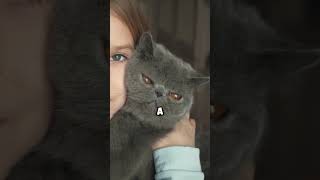 British Shorthair Cat  The Perfect Blend of Charm and Playfulness [upl. by Namie]