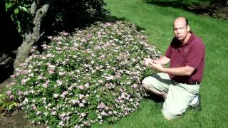 Spiraea japonica Little Princess  Little Princess Japanese Spirea  Summer Flowering Shrub [upl. by Charleton257]