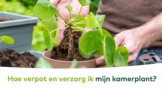 KAMERPLANTEN  Hoe verpot en verzorg ik mijn kamerplant [upl. by Enael514]