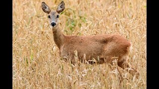 Den Rehen auf der Spur  Naturfotografie in der Blattzeit [upl. by Eremihc911]