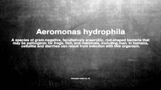 Medical vocabulary What does Aeromonas hydrophila mean [upl. by Alfonse304]