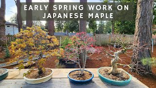 Early Spring Work on Japanese Maple Bonsai and Seedlings [upl. by Donielle]