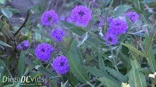 Verbena rigida  slender vervain  tuberous vervain Verbenaceae [upl. by Asta]