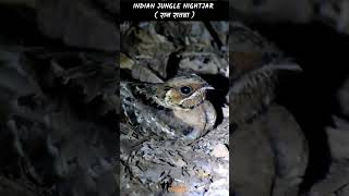 indianjunglenightjar nightjar birds birdslover birdwatching nature naturelovers [upl. by Erica807]