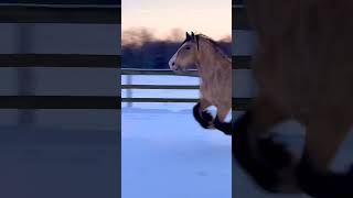 Belgian Draught Horse enjoying winter [upl. by Rosalynd]