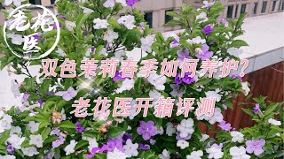 【开箱评测052】双色茉莉春季如何养护？花友称它为养不死的茉莉？Unboxing Brunfelsia brasiliensis for 188RMB with tips for growing [upl. by Atinor651]