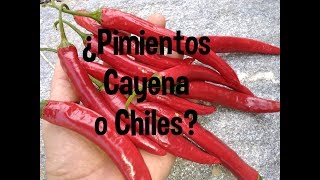 Pimientos PICANTES Cayena o chiles [upl. by Hafler]