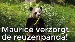 Maurice is op bezoek bij reuzenpandas  Het Klokhuis [upl. by Ynohtnad]