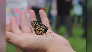 Monarch Migration Festival returns to Galesburg [upl. by Tonye]