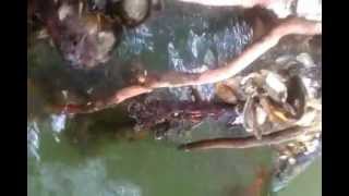 Oyster exploration in the Carriacou Mangroves [upl. by Moneta592]