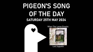 When The Levee Breaks  Pigeons Song of the Day 25052024 [upl. by Eirffej906]