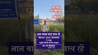 How to get bumper crop of red rice in Kangra Valley rice picture rice ricegold rice red ba [upl. by Aerdnaek]