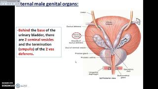 Overview of Pelvis 5  Male Pelvic Organs  Dr Ahmed Farid [upl. by Maje]