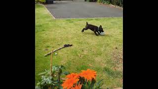 patterdale pup Togo playing with plastic bottle puppy patterdale play funny togo cute dog [upl. by Yttak]