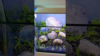 The Utricularia Graminifolia UG can be a mystifying subject aquarium aquascaping aquascape [upl. by Villiers]