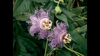 Growing the Hardy Maypop Passion Flower [upl. by Nabal]