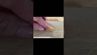 Perfect Screw Drilling in Wood No Marks No Flaws [upl. by Glasgo]