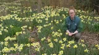 How to grow daffodils  Grow at Home  Royal Horticultural Society [upl. by Oaoj589]