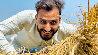 ASMR Rice 🌾 Straw Sound asmr faziasmrofficial asmrrice [upl. by Homere568]