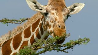 Ants Take on Giraffes  How Nature Works  BBC Earth [upl. by Elatnahs]