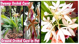 How to grow Swamp Orchid in pot  Ground Orchid Care in pot  Best potting mix for Swamp Orchid [upl. by Ayela338]