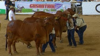 Feria Nacional Cebú Valledupar 2015  TvAgro por Juan Gonzalo Angel [upl. by Reger]