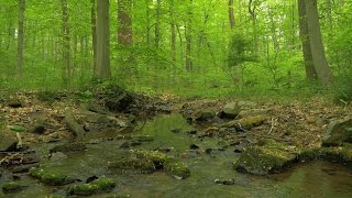 90 Minutes of Woodland Ambiance  Nature Sounds Series 9  Trickling Stream amp Bird Sounds [upl. by Leibrag]