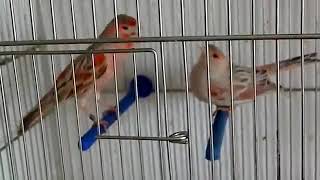 Gloster Canary Mating Song [upl. by Adran]