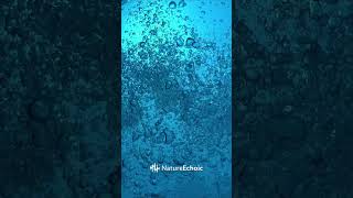 Pouring Water into Bottle Sound Effect Relaxation ASMR Calm [upl. by Brainard]