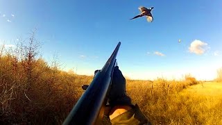 Pheasant Hunting Montana [upl. by Yortal]