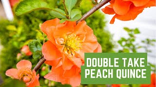 Double Take Peach Quince  Proven Winners  Garden Obsessions Garden Tour [upl. by Bellamy]