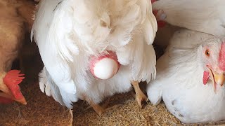 Chicken laying an egg close up   4K [upl. by Aerdnu350]