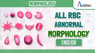 All Abnormal Red blood cells  RBC Morphologies  English [upl. by Nitsuga222]