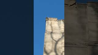 architectural detail on an otherwise pretty boring looking building Everhart Museum [upl. by Anehs]