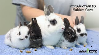 Introduction to Rabbit Care [upl. by Nugent]