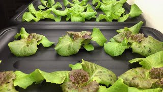 The Life of Hydroponic Lettuce TimeLapse Video [upl. by Livingstone]