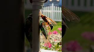 Get to Know the Worlds Largest Killer Wasp  The Cicada Killer [upl. by Donell]