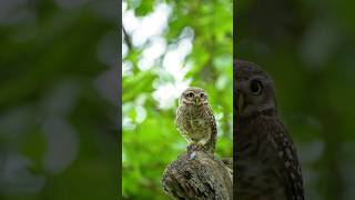 Owlet 2024 in Forest trending trendingshorts nature birdslover [upl. by Mendive795]