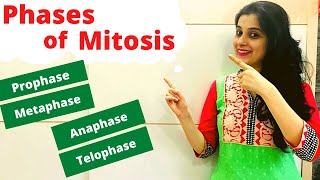 Mitosis ICSE Class 10 Biology  Phases of Mitosis with Diagram [upl. by Yme]