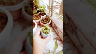 Moonshine sansevieria💚💚 music plants sanseveria reels trending viralvideo love nature plant [upl. by Sibie388]