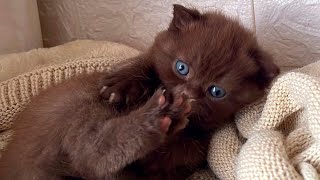 British Shorthair Chocolate Kitten [upl. by Tibbetts]