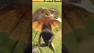 Frellid Neck Lizard 😱🦎 shorts trending ytshorts shortfeed youtubeshorts shortvideo facts [upl. by Nirra]