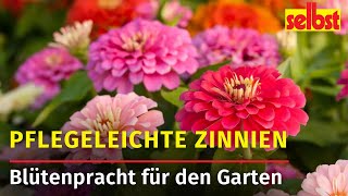 Pflegeleichte Zinnien Farbenfrohe Akzente für jeden Garten [upl. by Fan]