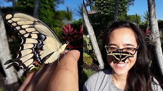 Giant Swallowtail BUTTERFLY Update [upl. by Dralliw]