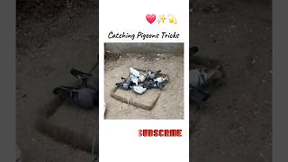 Pigeons Catching Video youtube pigeon kabutar shorts love whatsapp [upl. by Anirb440]