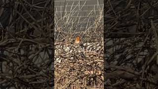 The European Robin  Erithacus Rubecula Guildford Surrey United Kingdom [upl. by Audrye]